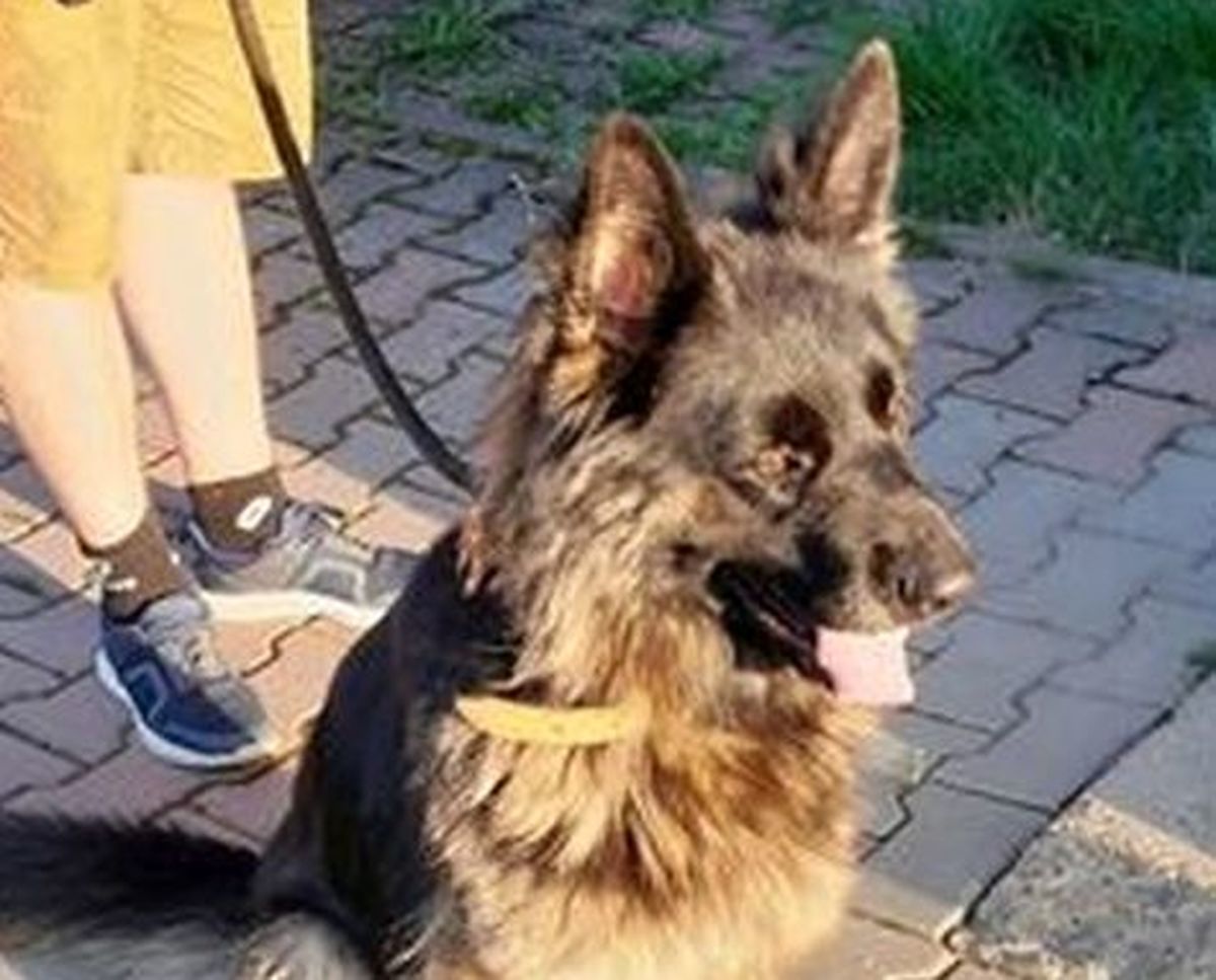 Pies znaleziony w Sułkowicach